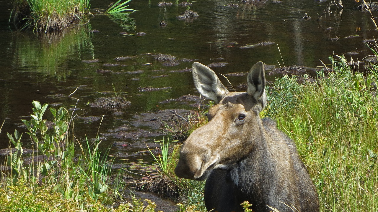 Närbild av en älg vid vatten.