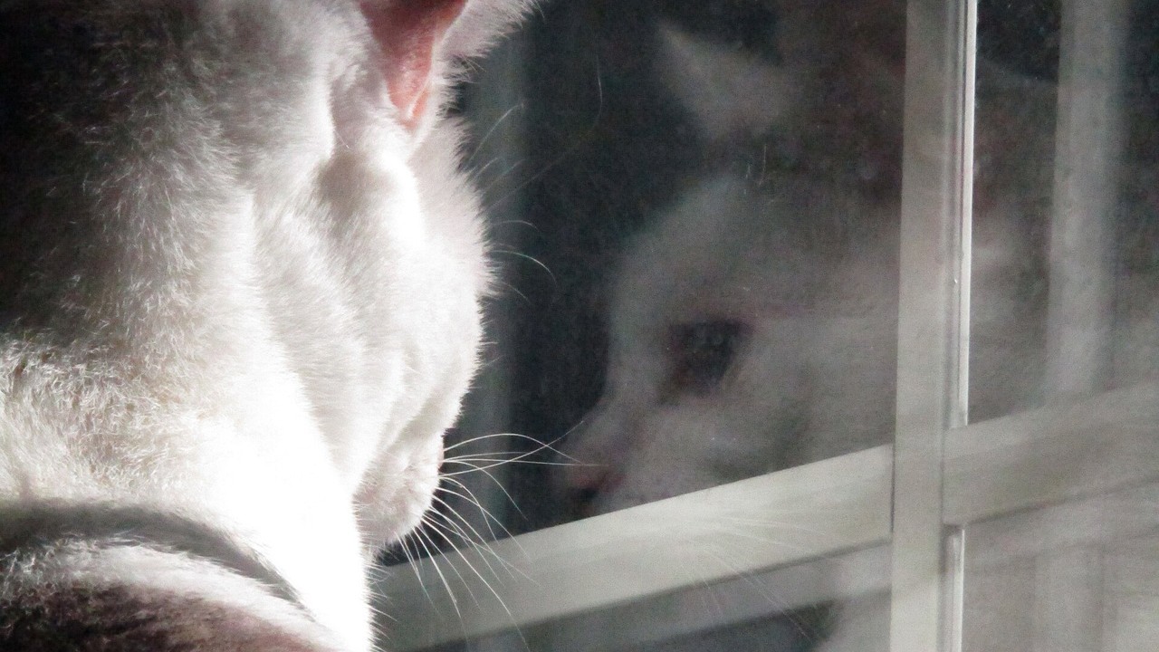 Katten har inte dött. Den har bytt frekvens.